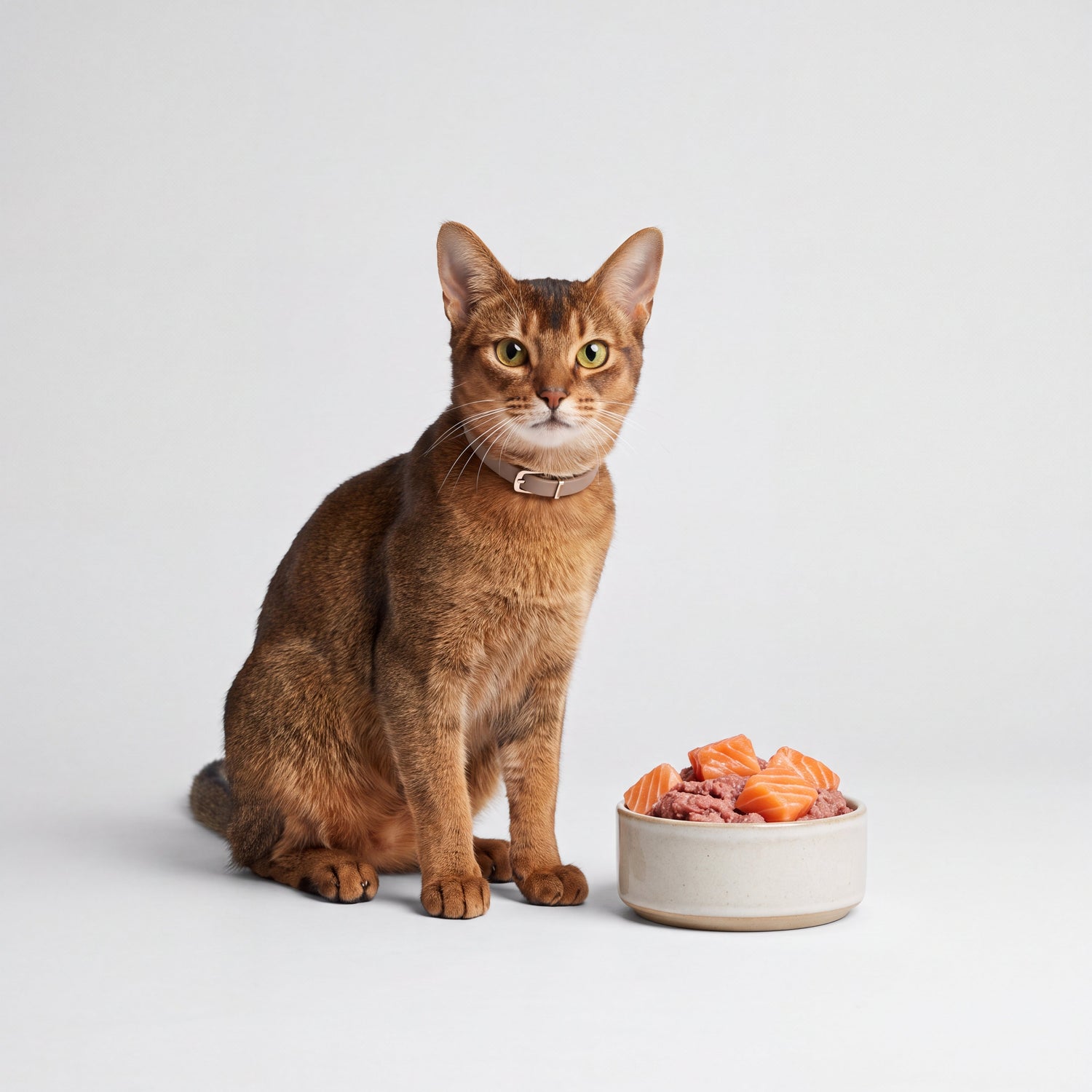Menús Naturales Para Gatos Exigentes 🐈
