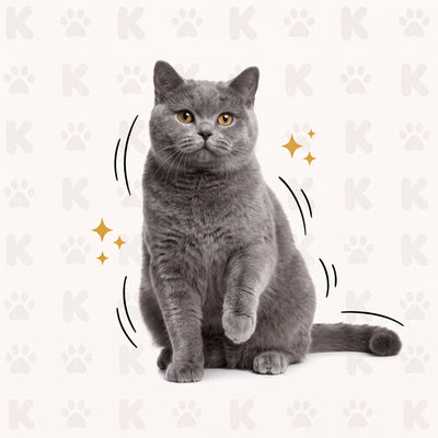 Gatito